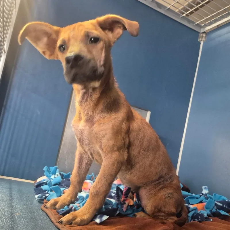 An adult small-sized male Brown / Chocolate Chihuahua dog named Jeff for adoption in Yuma, AZ