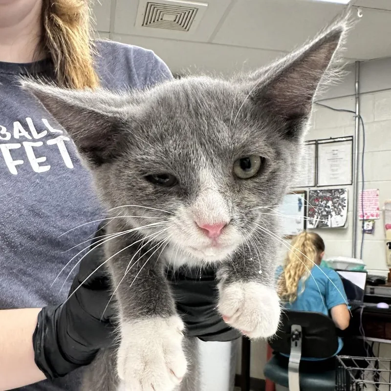 A baby small-sized male Gray / Blue / Silver Domestic Short Hair cat named Nimbus for adoption in Evansville, IN