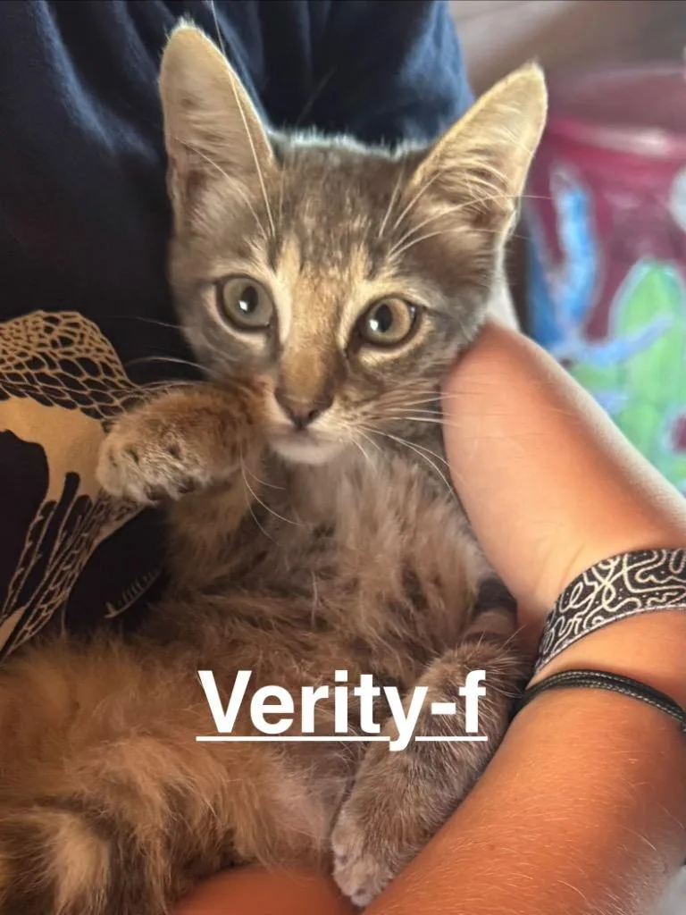 A baby small-sized female Tabby cat named Verity for adoption in Brookhaven, MS