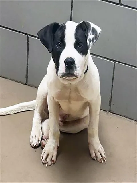 A young medium-sized male Black Mixed Breed dog named The Spot for adoption in Nashville, TN