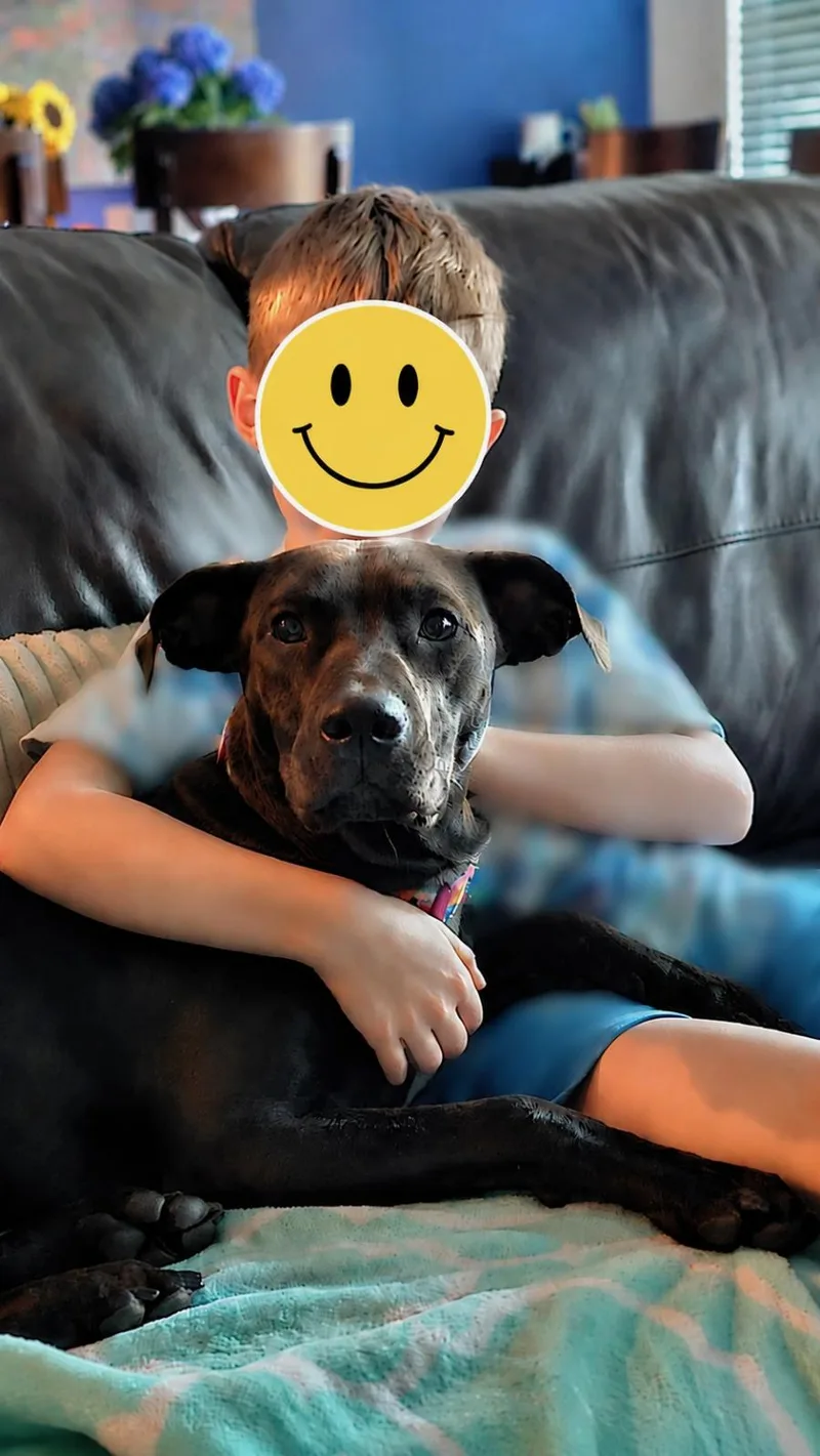 A young medium-sized female Black Whippet dog named Lola for adoption in Bellaire, TX