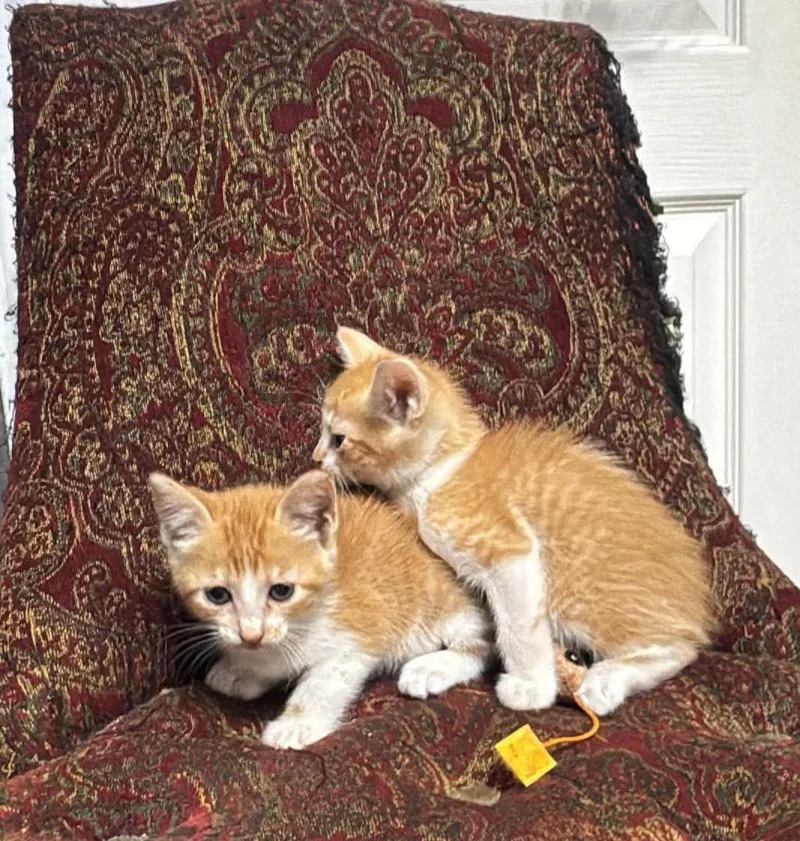A baby medium-sized female Orange & White Domestic Medium Hair cat named Butter for adoption in Gregory, TX