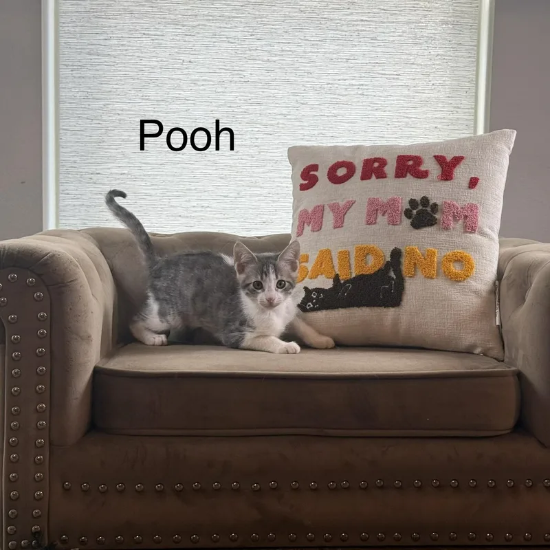 A baby medium-sized male Tabby (Gray / Blue / Silver) Domestic Short Hair cat named Pooh for adoption in Houston, TX