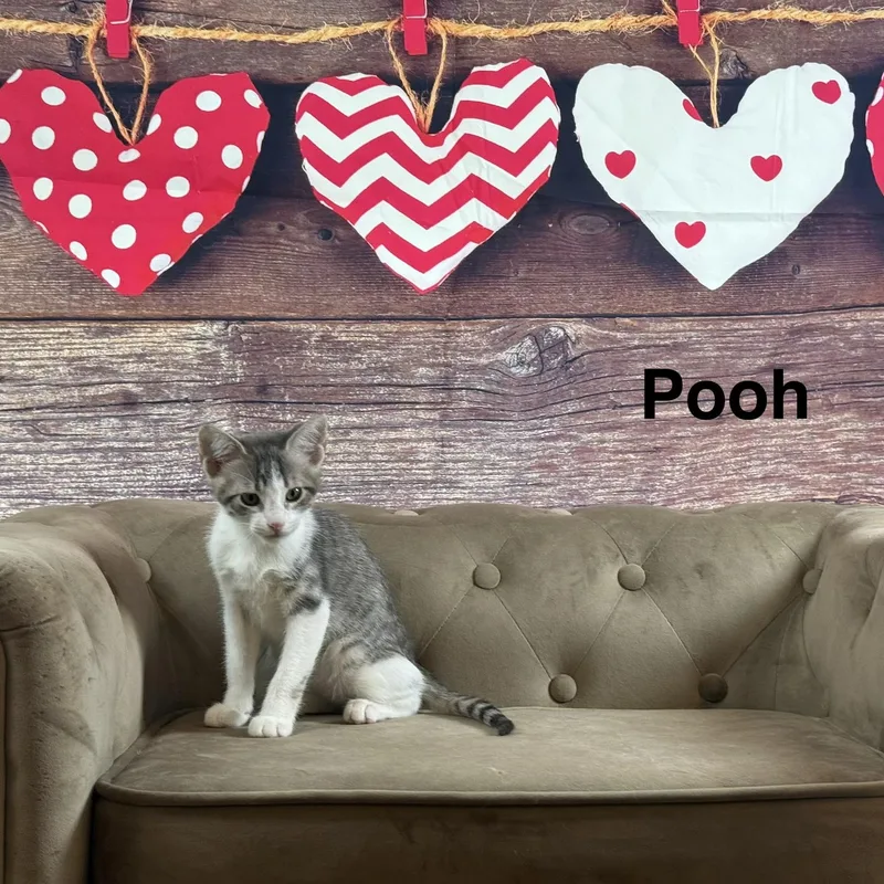 Pooh thumbnail 2
