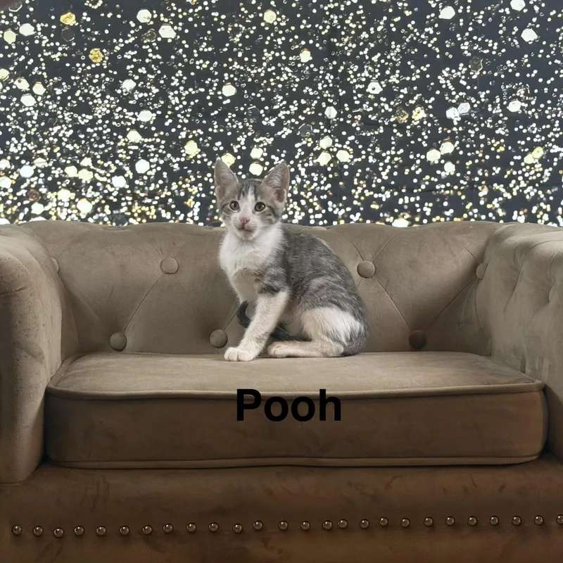 Pooh thumbnail 3