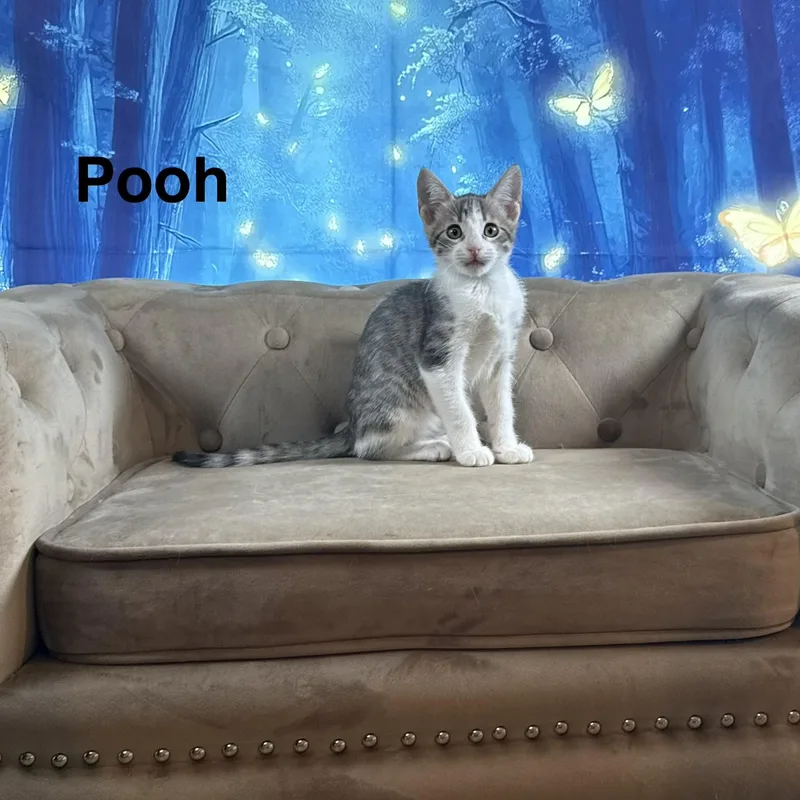 Pooh thumbnail 4