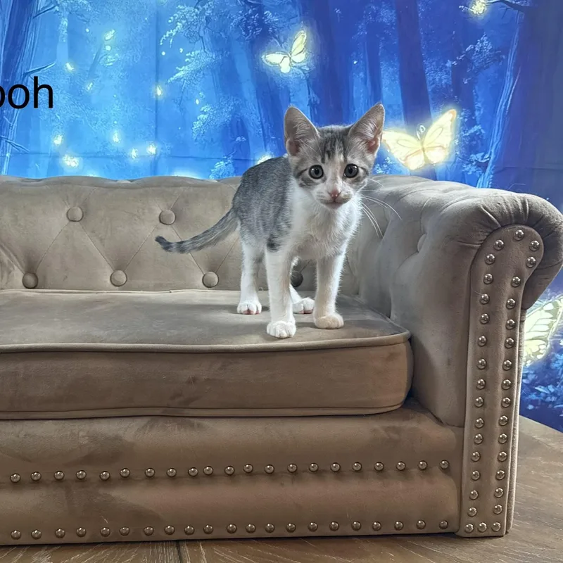 Pooh thumbnail 5