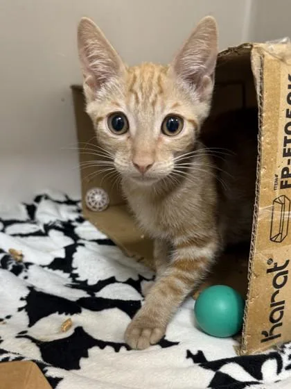 A baby small-sized male Domestic Short Hair cat named Jack for adoption in Honolulu, HI