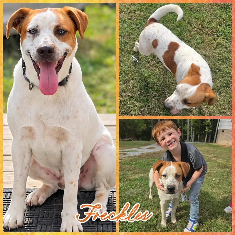 A young medium-sized male Labrador Retriever dog named Freckles for adoption in Blacksburg, SC