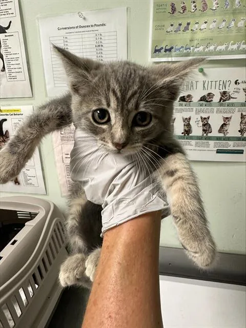 A baby small-sized female Domestic Short Hair cat named Bicycle for adoption in Santa Cruz, CA