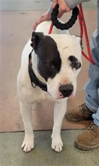 A young medium-sized male Pit Bull Terrier dog named Rocky for adoption in Van Nuys, CA