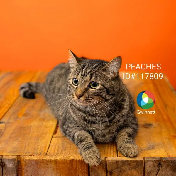 An adult small-sized female Domestic Short Hair cat named Pen Peaches for adoption in Lawrenceville, GA
