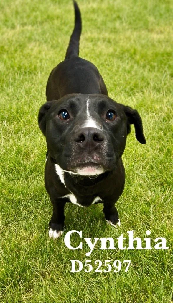 A young medium-sized female Mixed Breed dog named Cynthia for adoption in Clarksville, TN