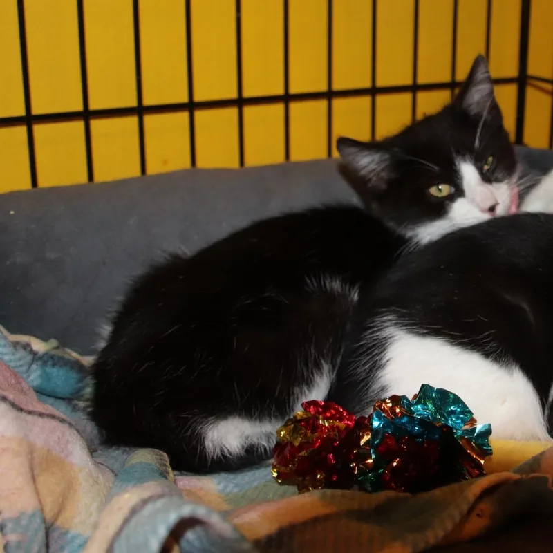 A young medium-sized male Black Domestic Short Hair cat named Max Factor for adoption in Howard beach, NY