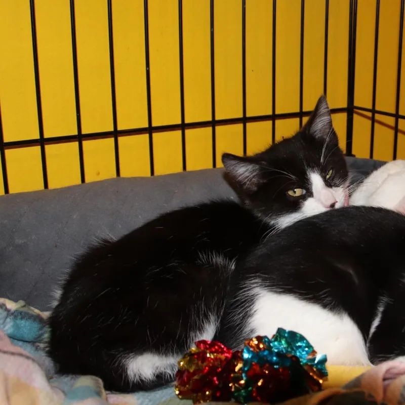 Max Factor thumbnail 2