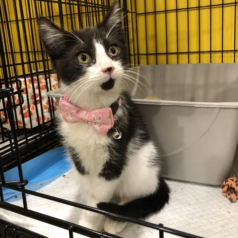 Max Factor thumbnail 3