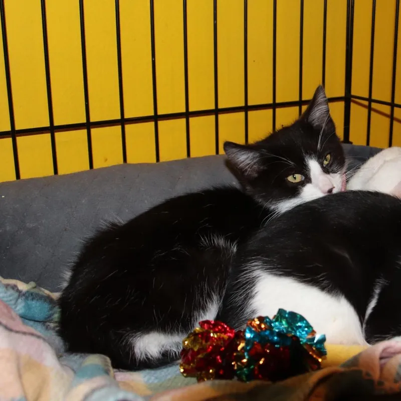 Max Factor thumbnail 4