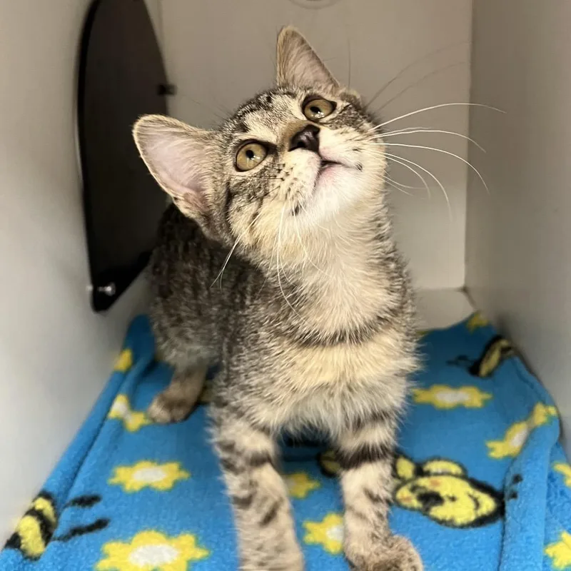 A baby small-sized female Brown / Chocolate Domestic Short Hair cat named Goosey Loosey for adoption in Champaign, IL