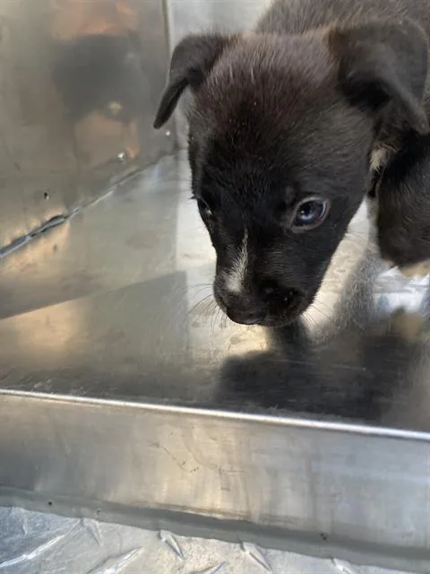 A baby large-sized male Mixed Breed dog named Bully for adoption in Dallas, TX