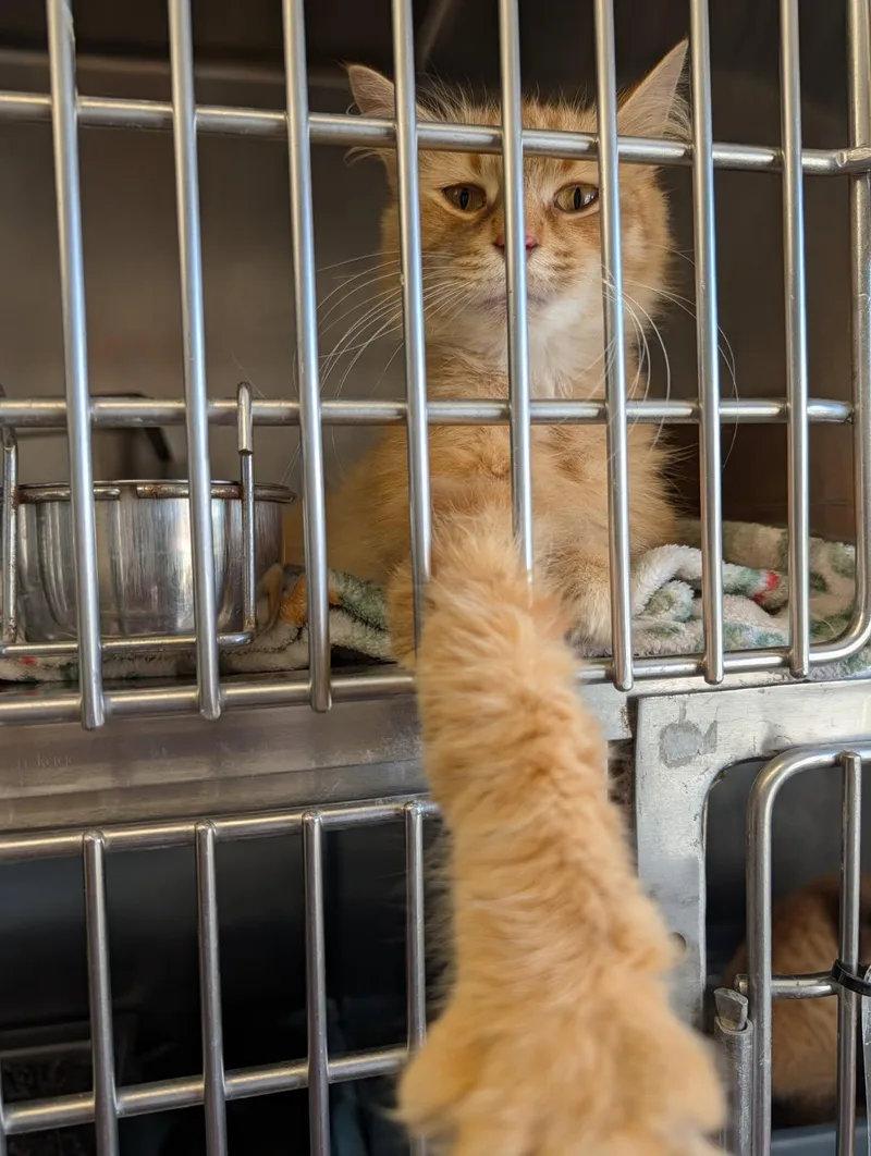 An adult medium-sized female Tabby (Orange / Red) American Bobtail cat named Babette for adoption in Marietta, OH