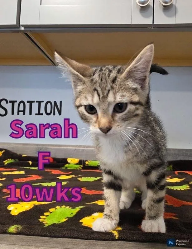 A baby medium-sized female Tabby (Brown / Chocolate) Domestic Short Hair cat named Sarah for adoption in Liberty, MO