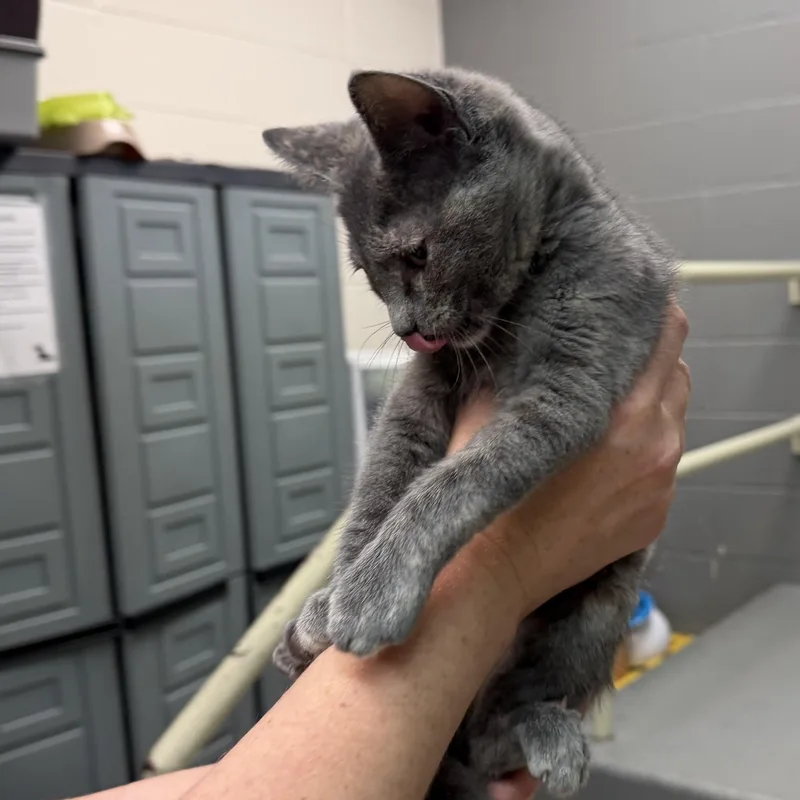 A baby medium-sized female Dilute Tortoiseshell Domestic Short Hair cat named Bluebell for adoption in Latrobe, PA