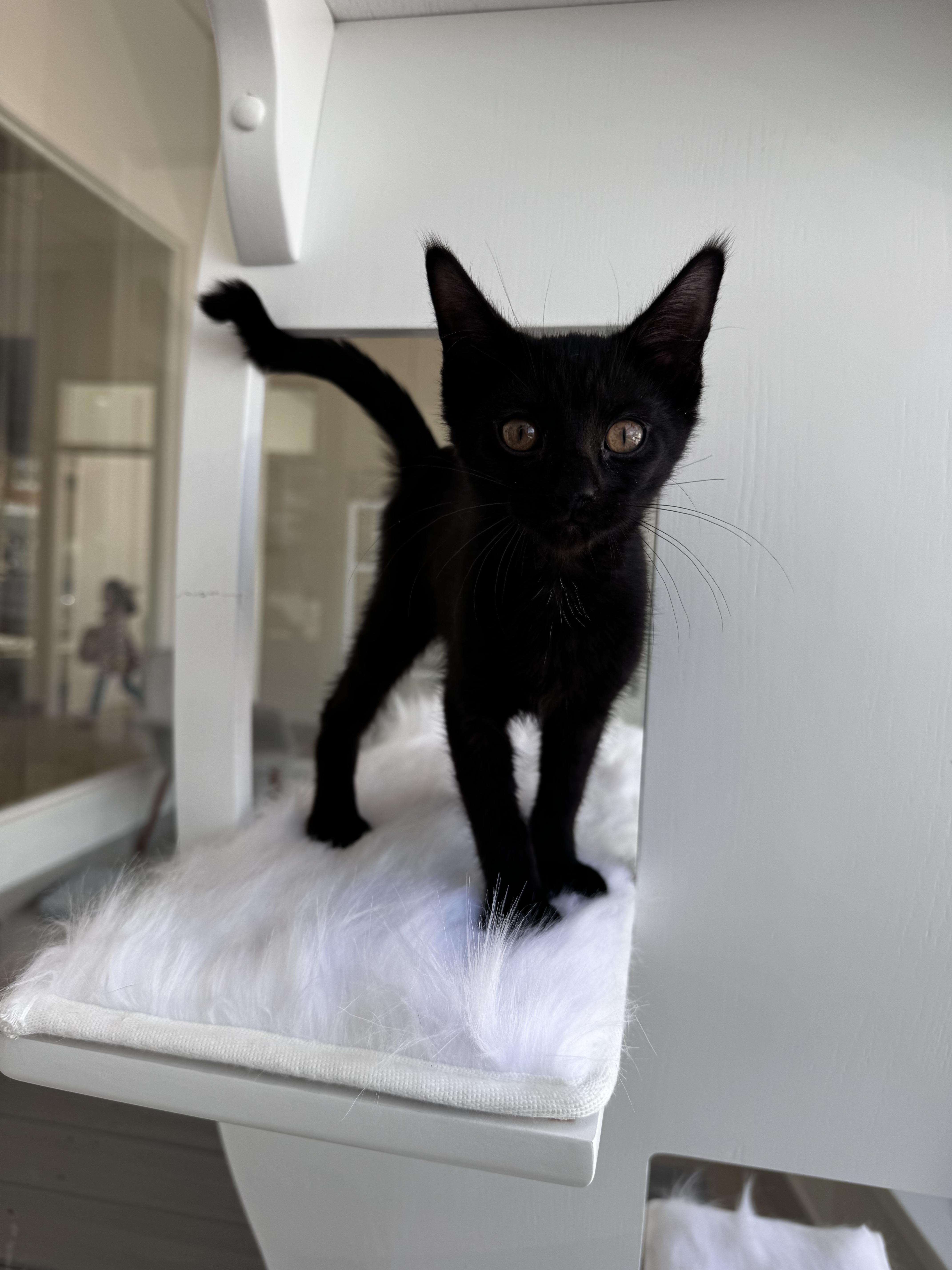 A baby small-sized female Black Domestic Short Hair cat named Dunbar for adoption in Evanston, IL