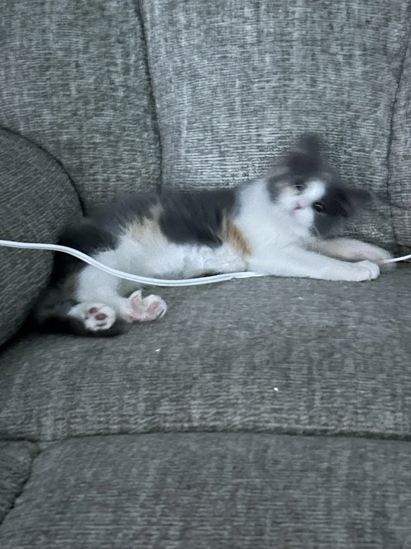 A baby small-sized female Dilute Calico cat named StringBean for adoption in Beckley, WV