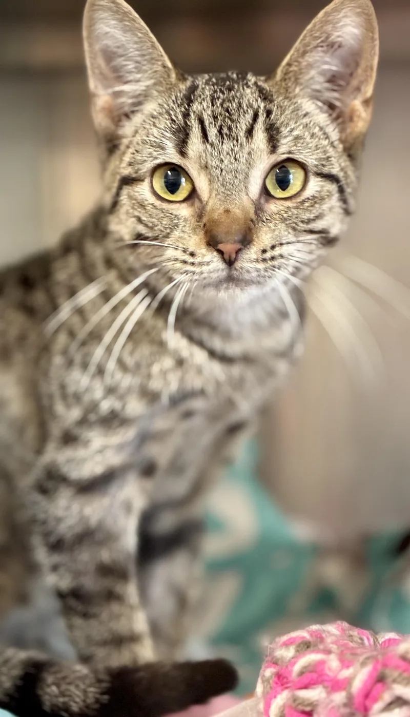 A young medium-sized female Tabby (Brown / Chocolate) Domestic Short Hair cat named Mora for adoption in Sandusky, MI