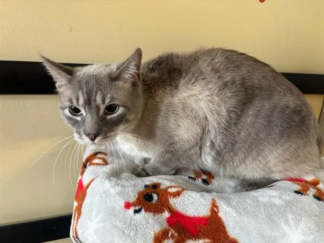 An adult small-sized male Domestic Short Hair cat named Simon for adoption in Lancaster, CA