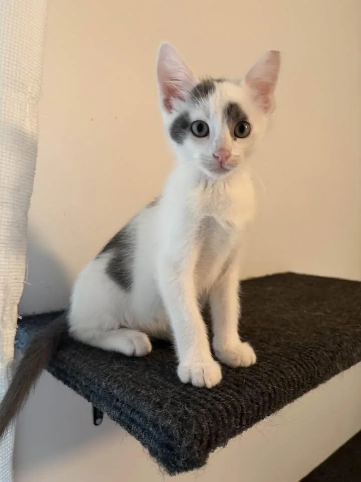 A baby medium-sized male Black & White / Tuxedo Domestic Short Hair cat named Christian for adoption in Cleveland, OH