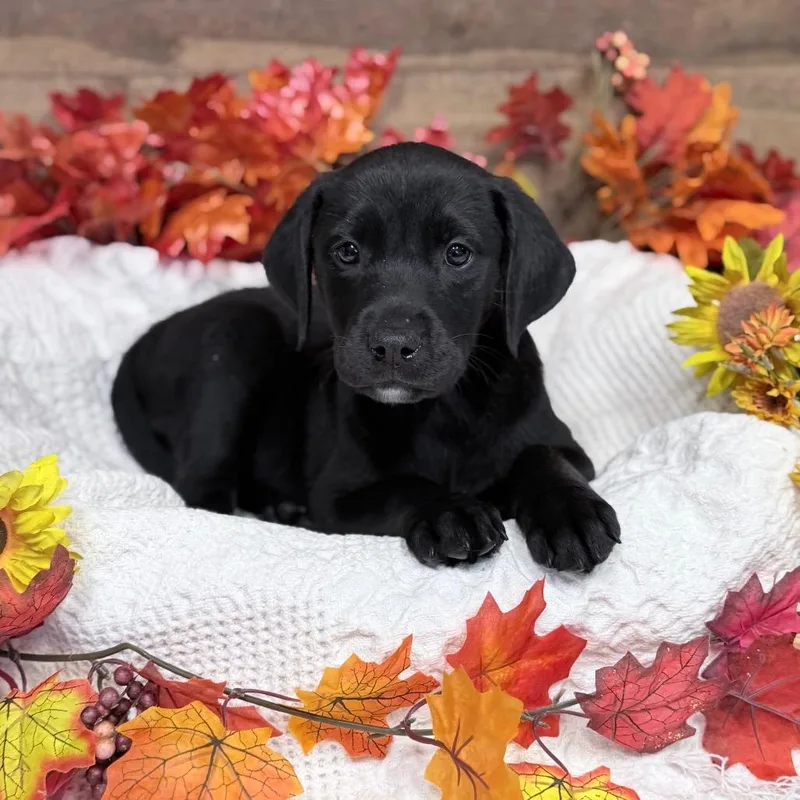 A baby medium-sized female Mixed Breed dog named Emma for adoption in Medford, OR