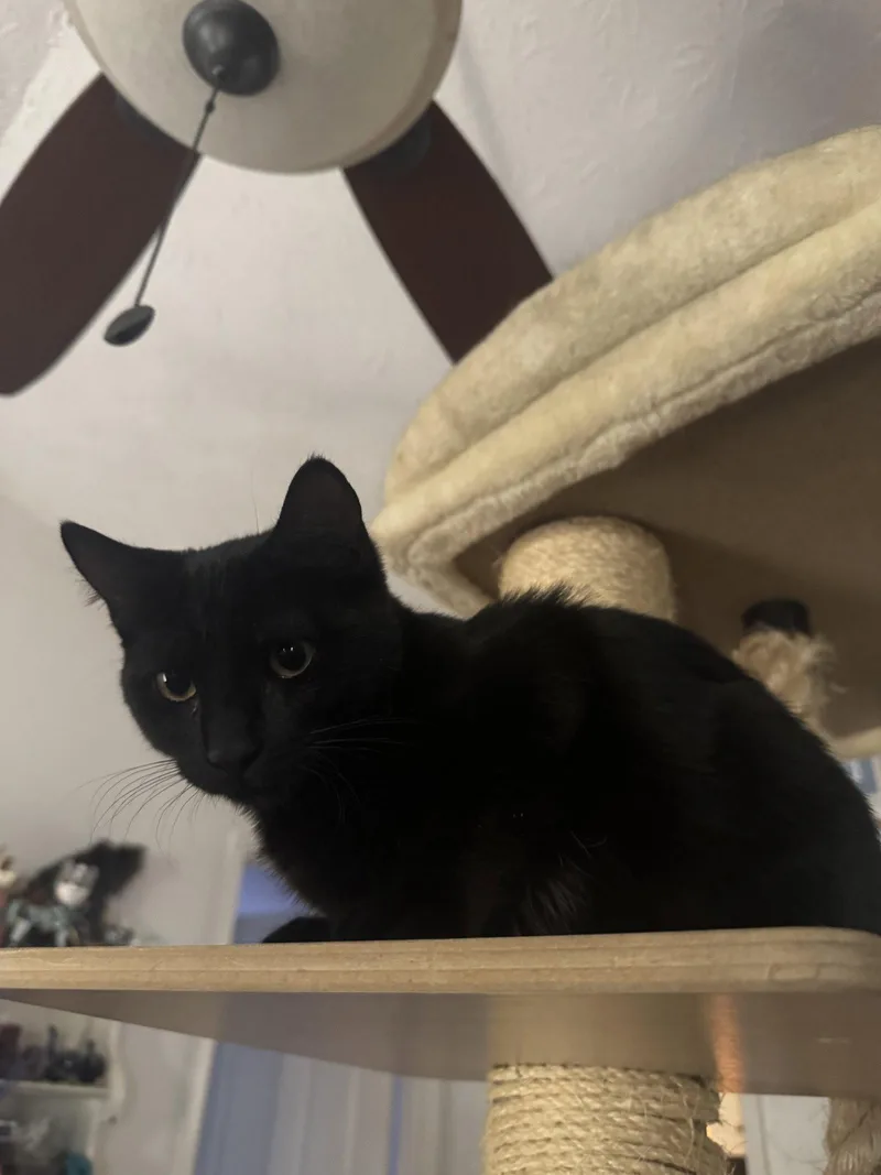 A young medium-sized female Black Domestic Short Hair cat named Princess Donut for adoption in Alpharetta, GA