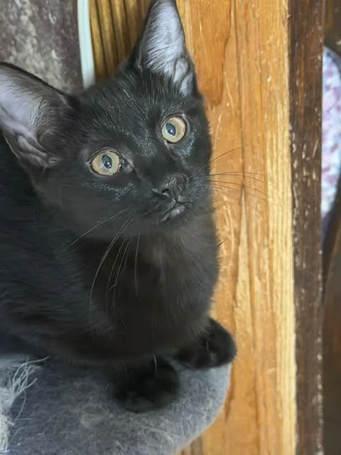 A baby small-sized female Black Domestic Short Hair cat named Sierra Groth for adoption in Morrison, CO