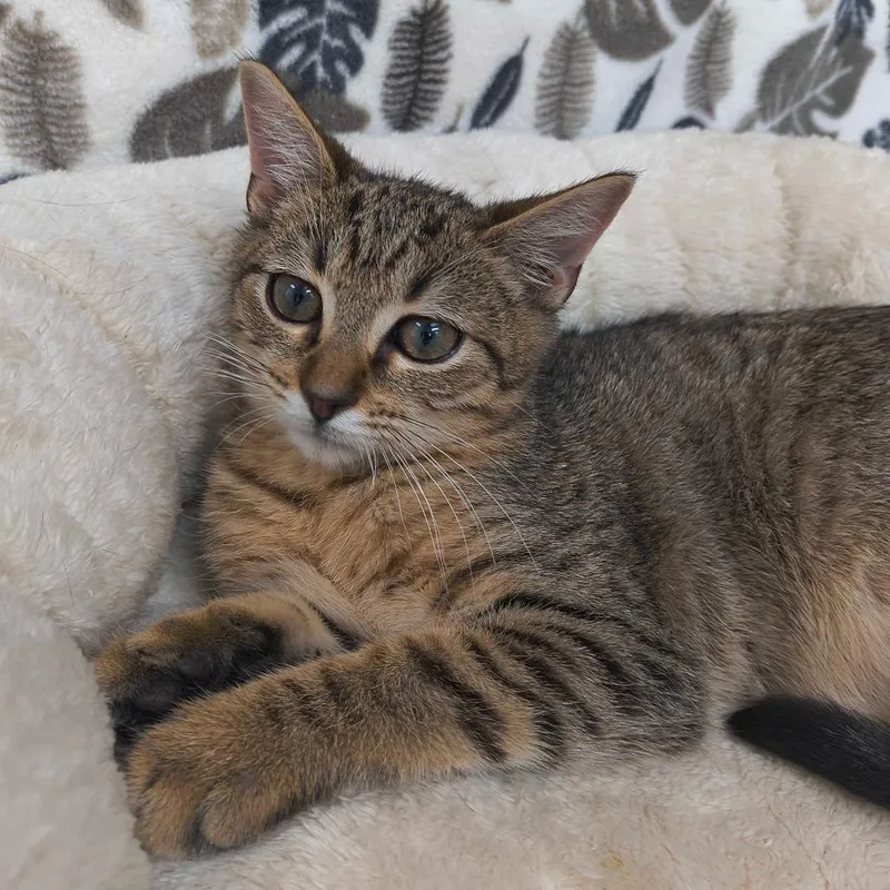 A baby small-sized male Buff / Tan / Fawn Domestic Short Hair cat named Asher for adoption in Deerfield, IL