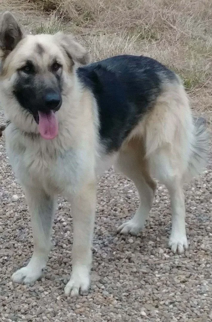 Shep