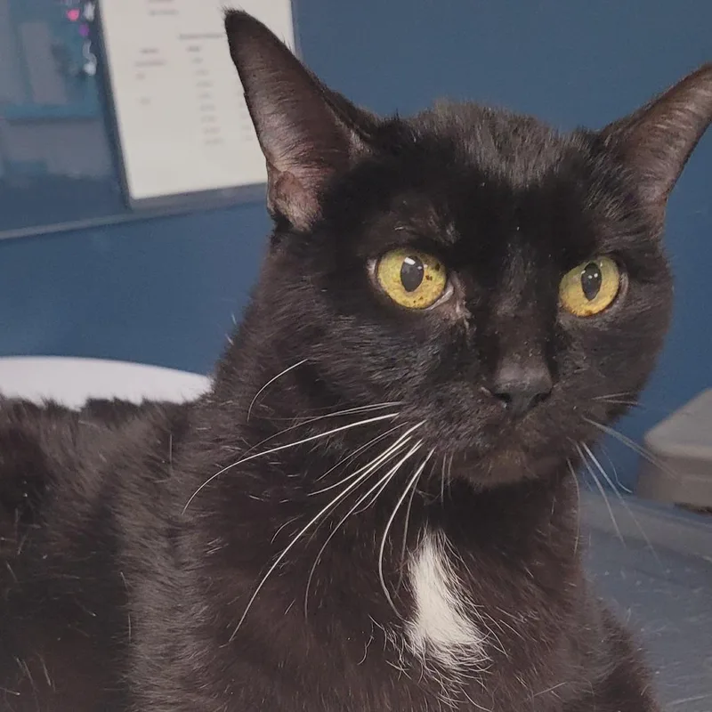 A senior large-sized male Black Domestic Short Hair cat named Chong for adoption in Vineland, NJ