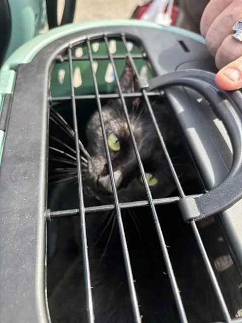 An adult medium-sized male Domestic Short Hair cat named Midnight for adoption in Oklahoma City, OK