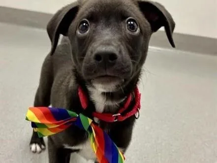 A baby small-sized male Border Collie dog named Dunkaroo for adoption in Palo Alto, CA