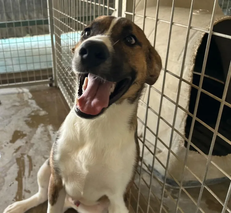 A baby large-sized male Saint Bernard dog named Howard for adoption in Big Spring, TX