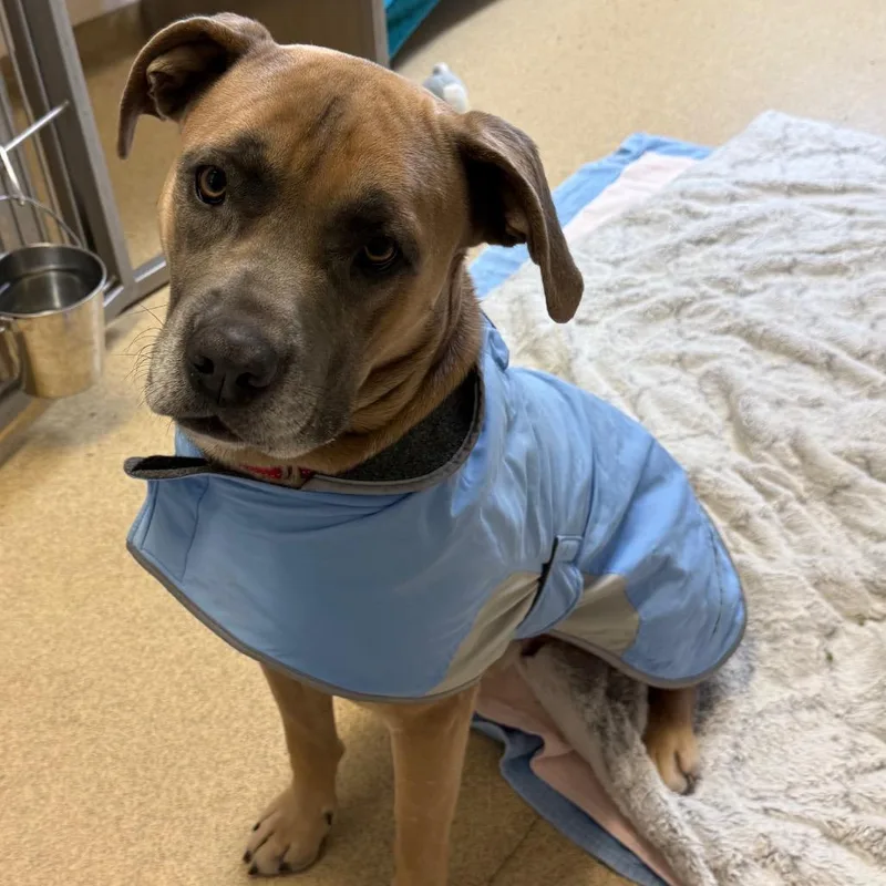 An adult large-sized male Yellow / Tan / Blond / Fawn Cane Corso dog named Murphy for adoption in Naperville, IL