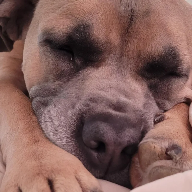 Murphy thumbnail 3