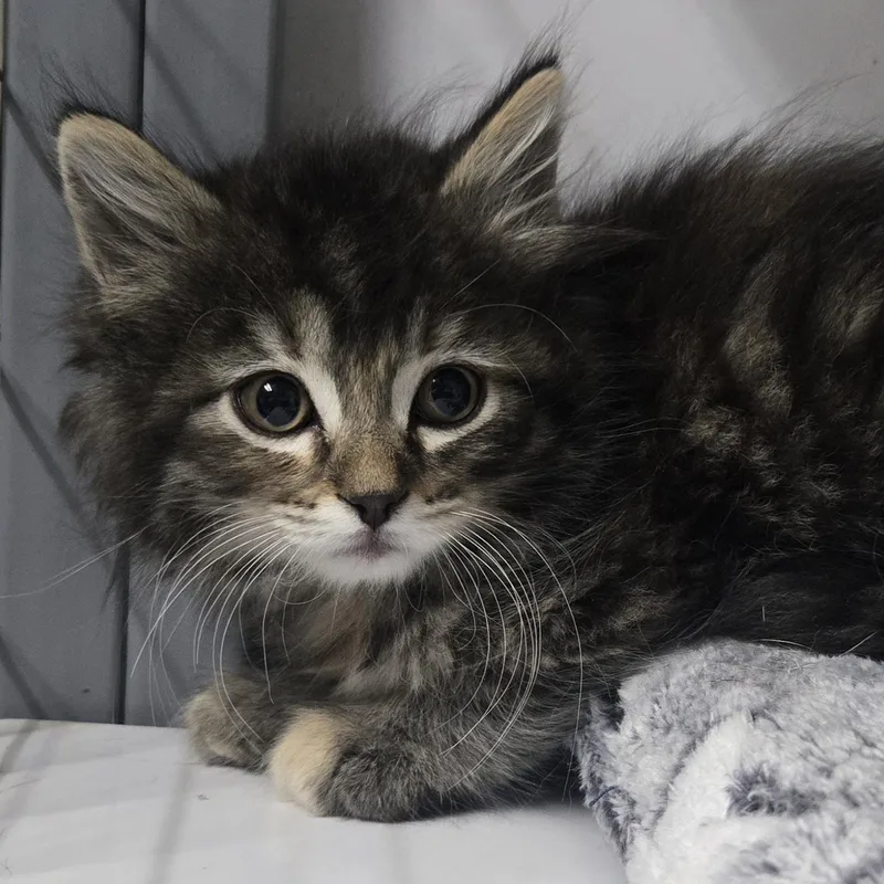 A baby large-sized female Torbie Domestic Long Hair cat named Xena for adoption in Keokuk, IA