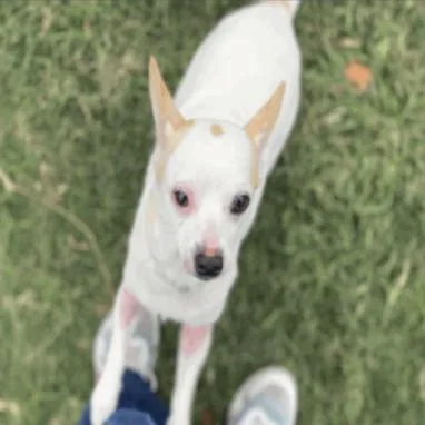 Rose Petal D Arriving thumbnail 4