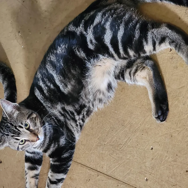 Chandler thumbnail 2