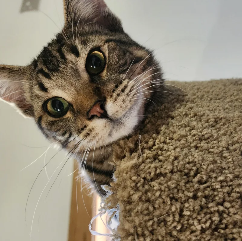 Chandler thumbnail 3