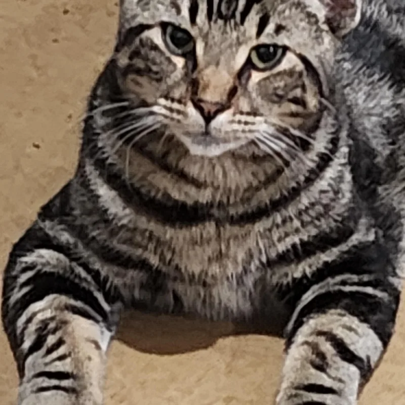 Chandler thumbnail 4