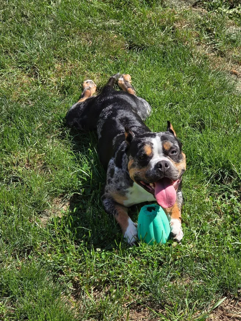 An adult medium-sized female Tricolor (Brown, Black, & White) Mixed Breed dog named Mo for adoption in Roachdale, IN