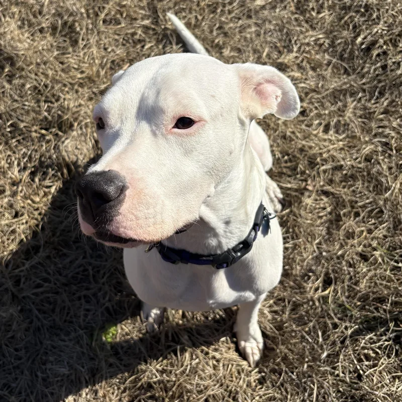 Georgia Peach thumbnail 6