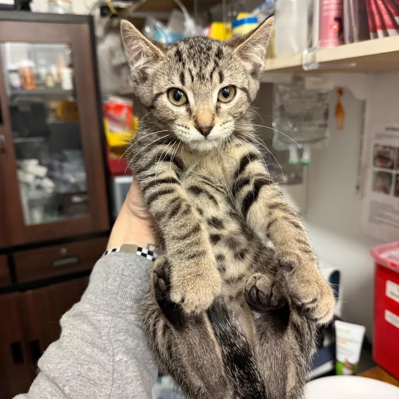 A baby small-sized female Brown / Chocolate Domestic Short Hair cat named Spirit for adoption in Medina, OH